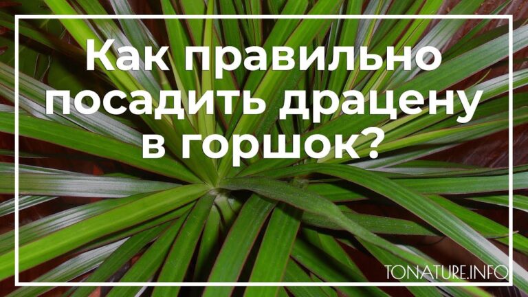 Секреты посадки драцены – все, что нужно знать